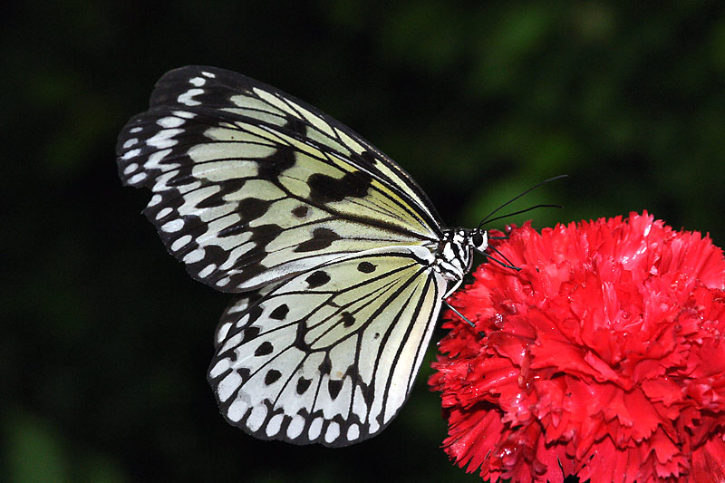 Schmetterling