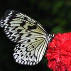 Schmetterling