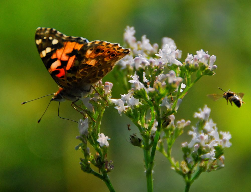 Schmetterling