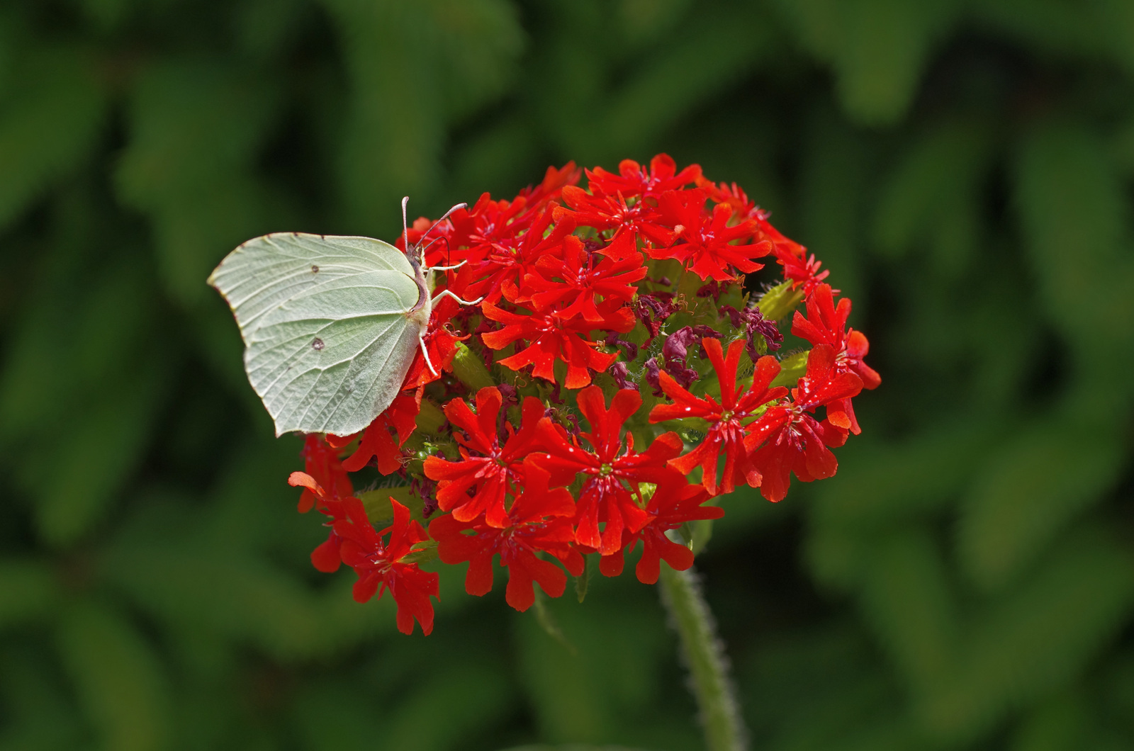 Schmetterling