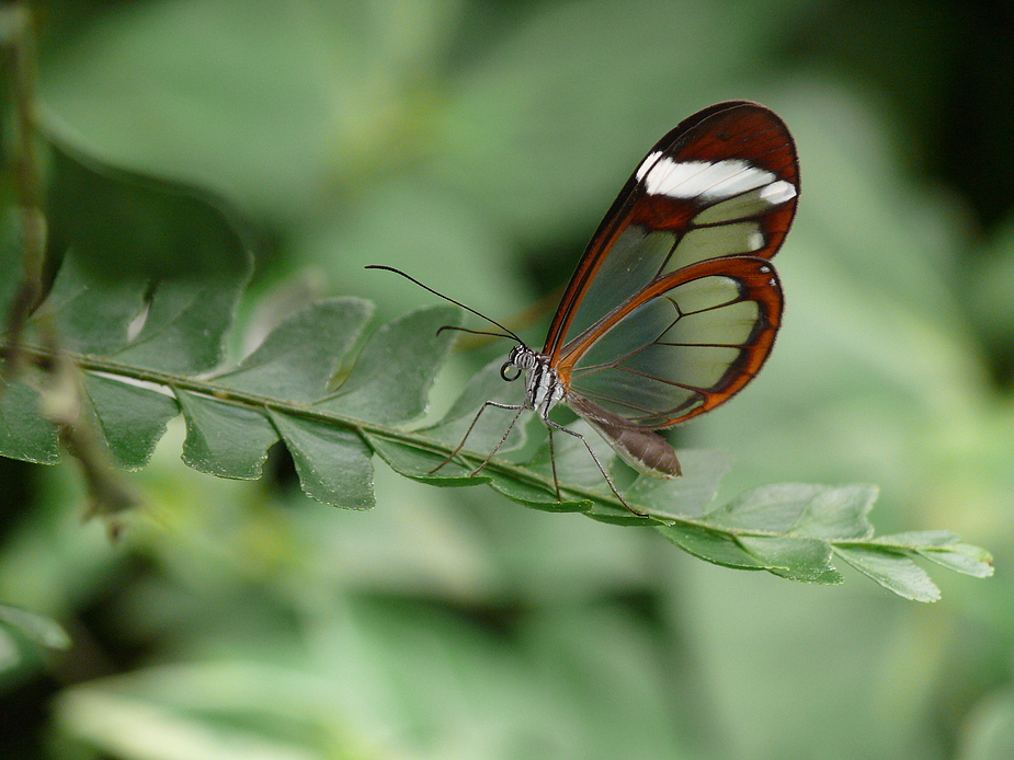 Schmetterling =)