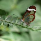 Schmetterling =)