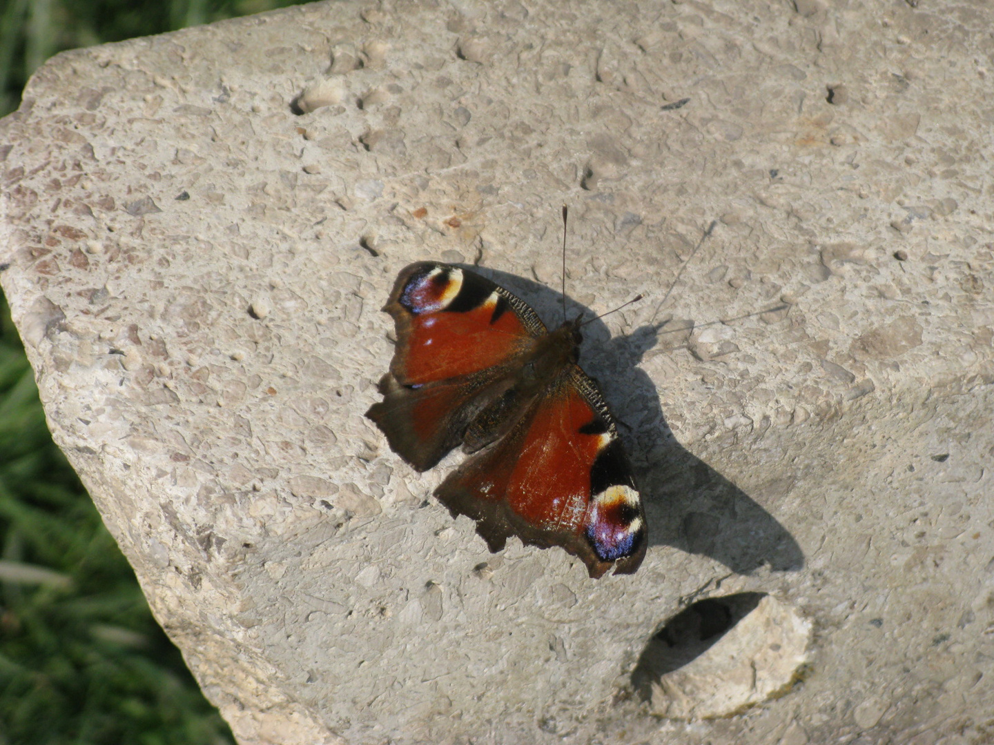 Schmetterling