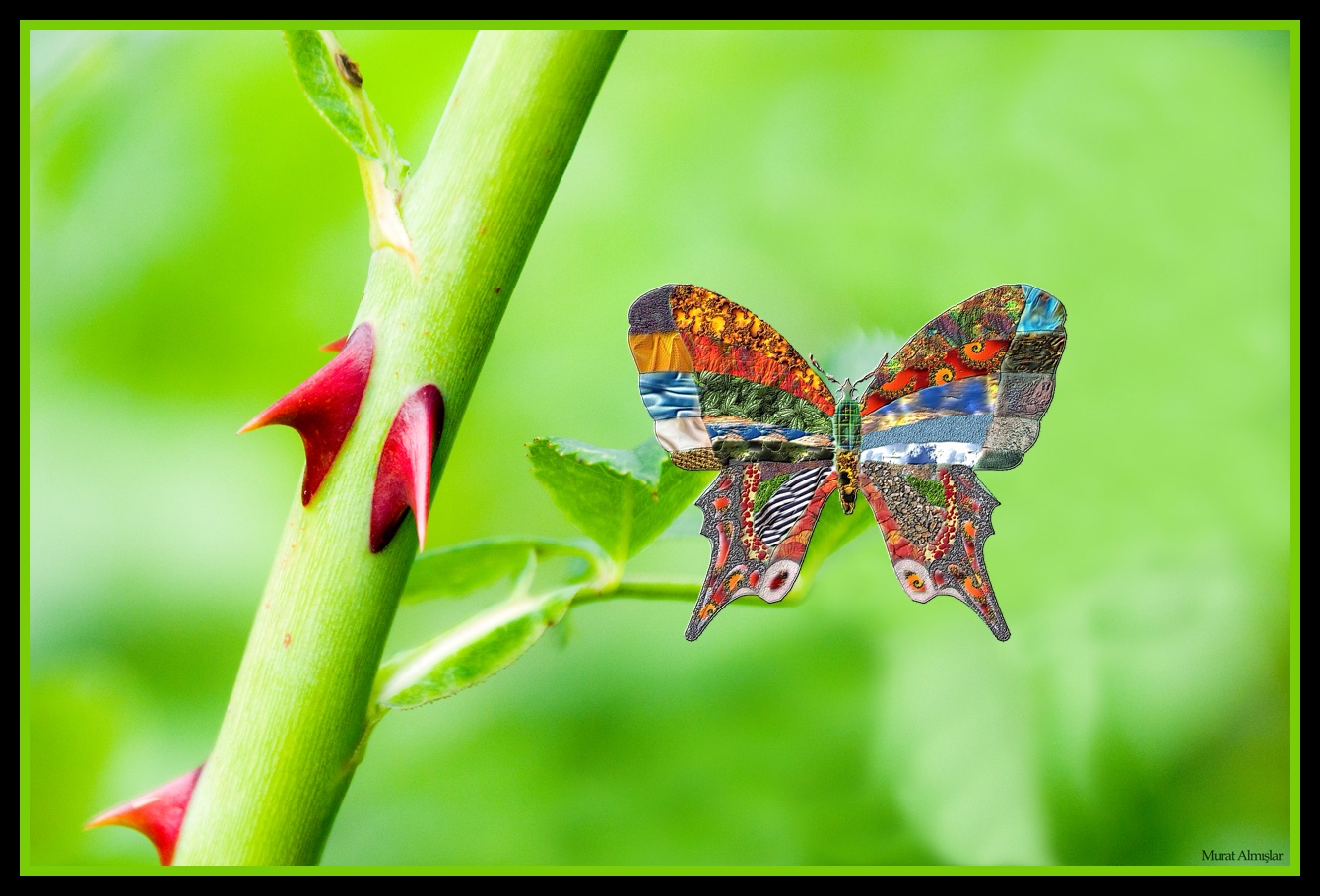 Schmetterling