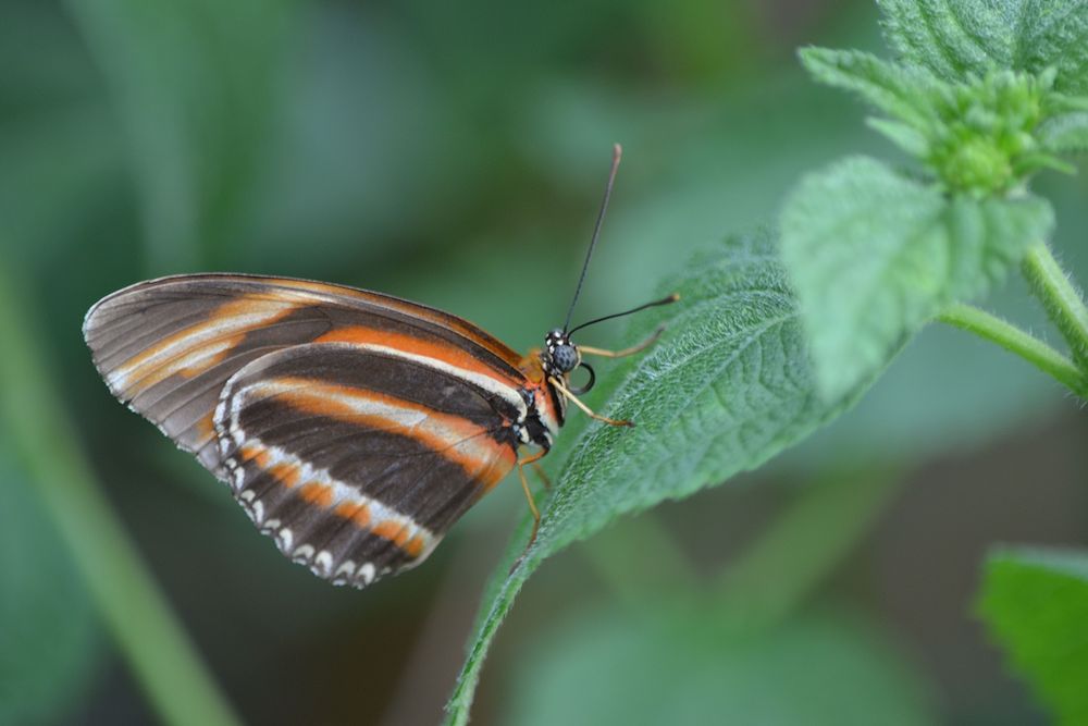 Schmetterling