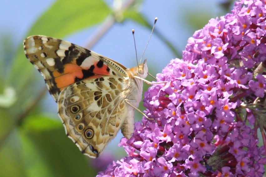 Schmetterling