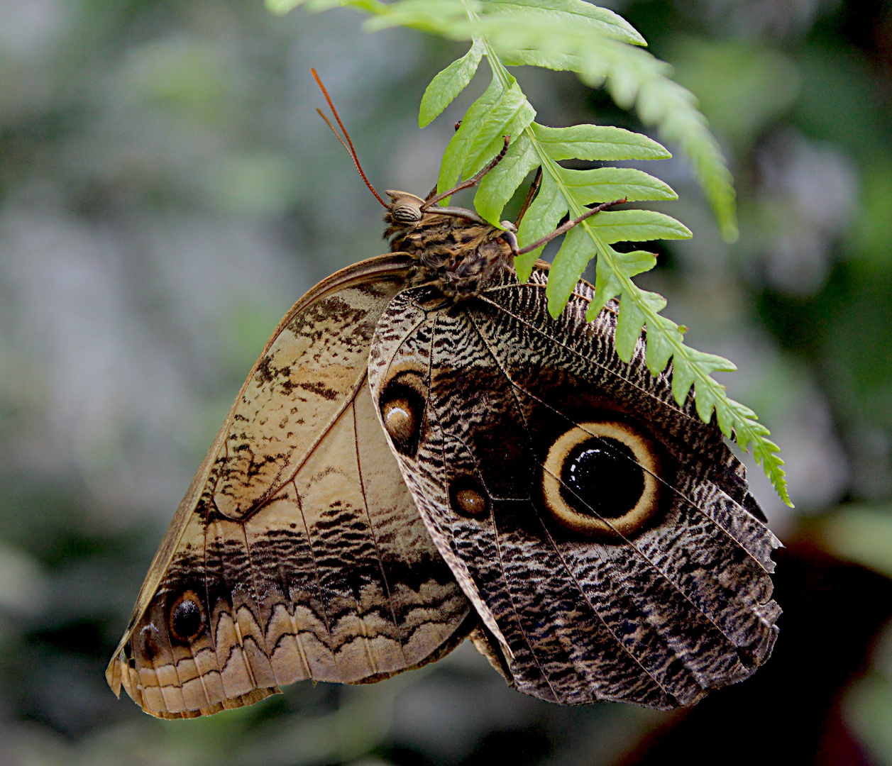 Schmetterling