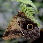 Schmetterling