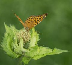 Schmetterling