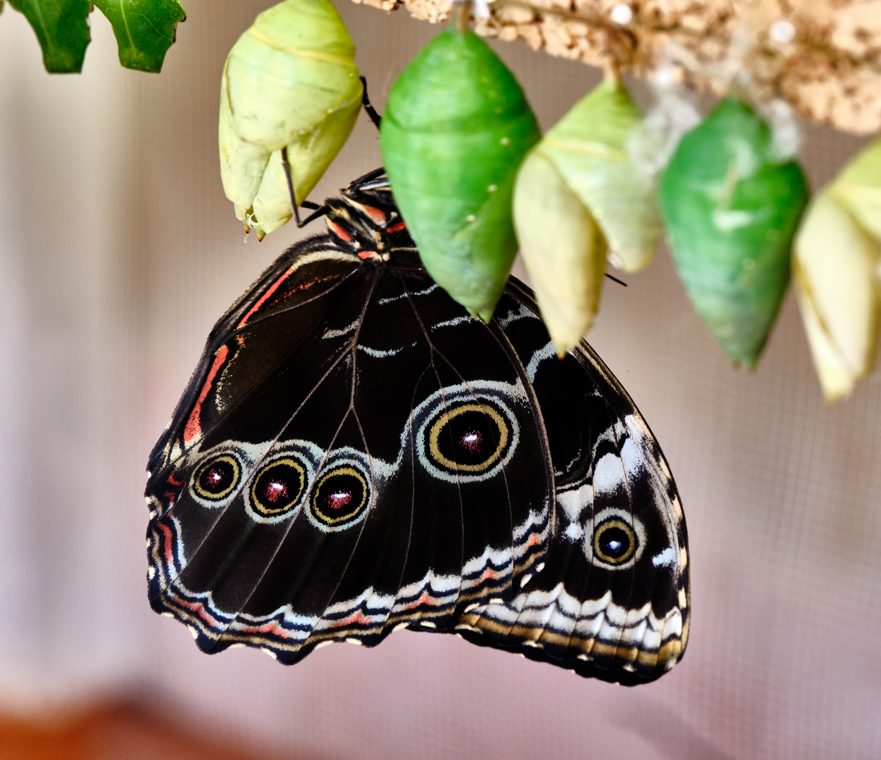 Schmetterling