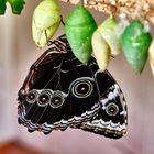 Schmetterling