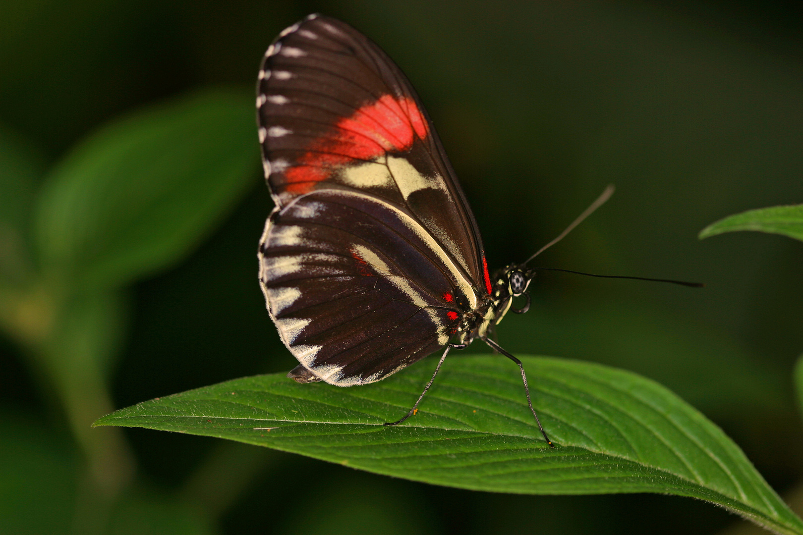 Schmetterling