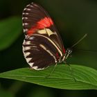 Schmetterling