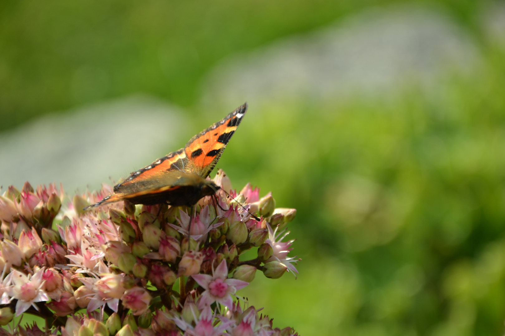 Schmetterling :)