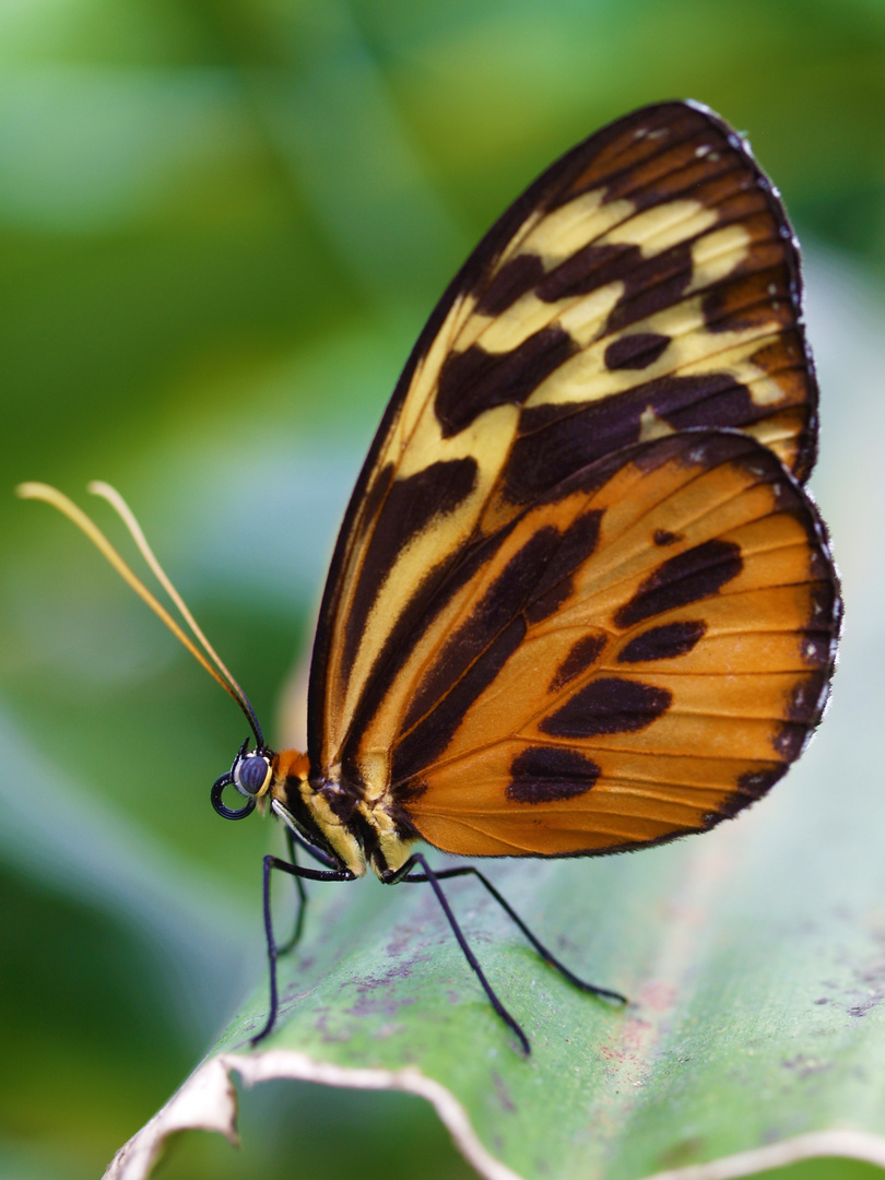 Schmetterling