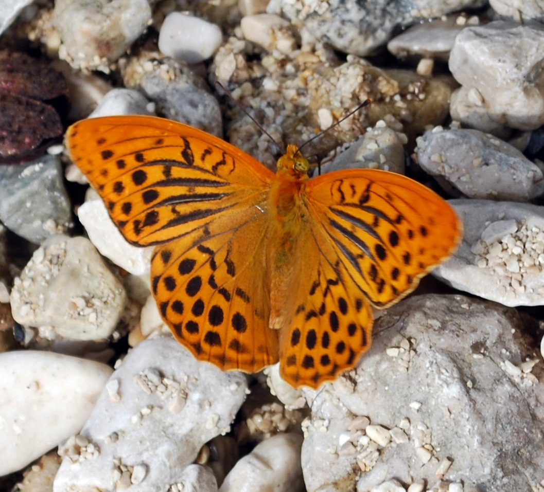 Schmetterling