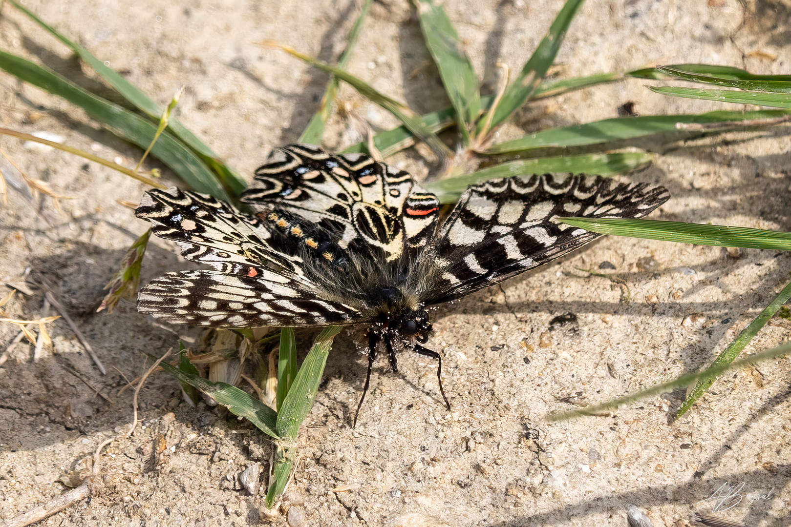 Schmetterling