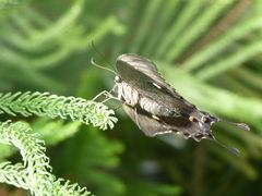 Schmetterling