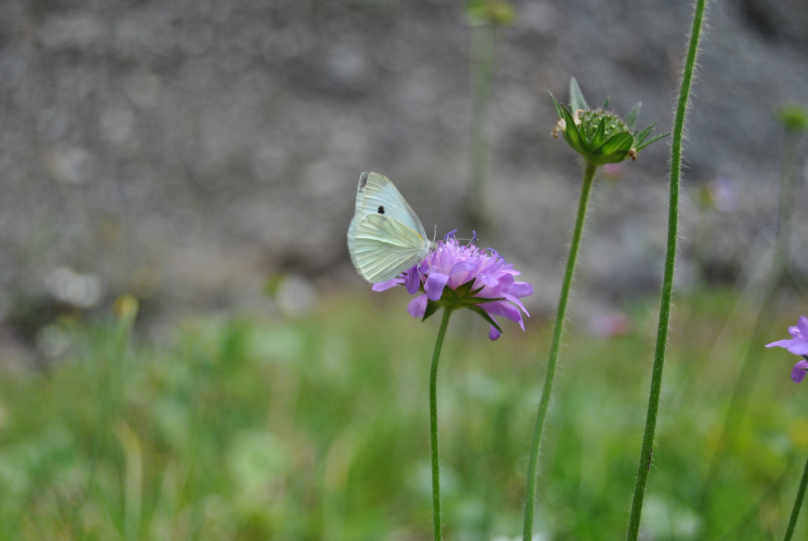 Schmetterling