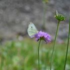 Schmetterling