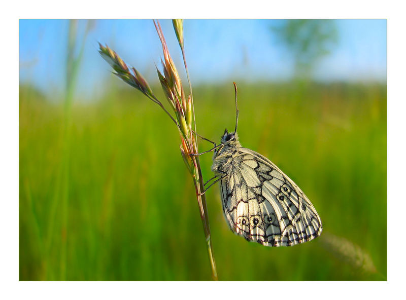 Schmetterling