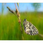 Schmetterling