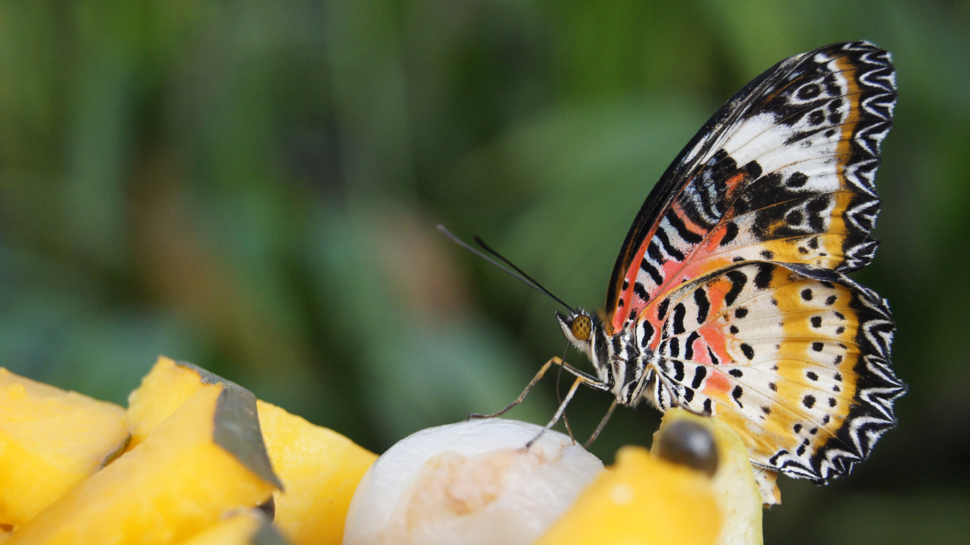 Schmetterling