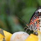 Schmetterling