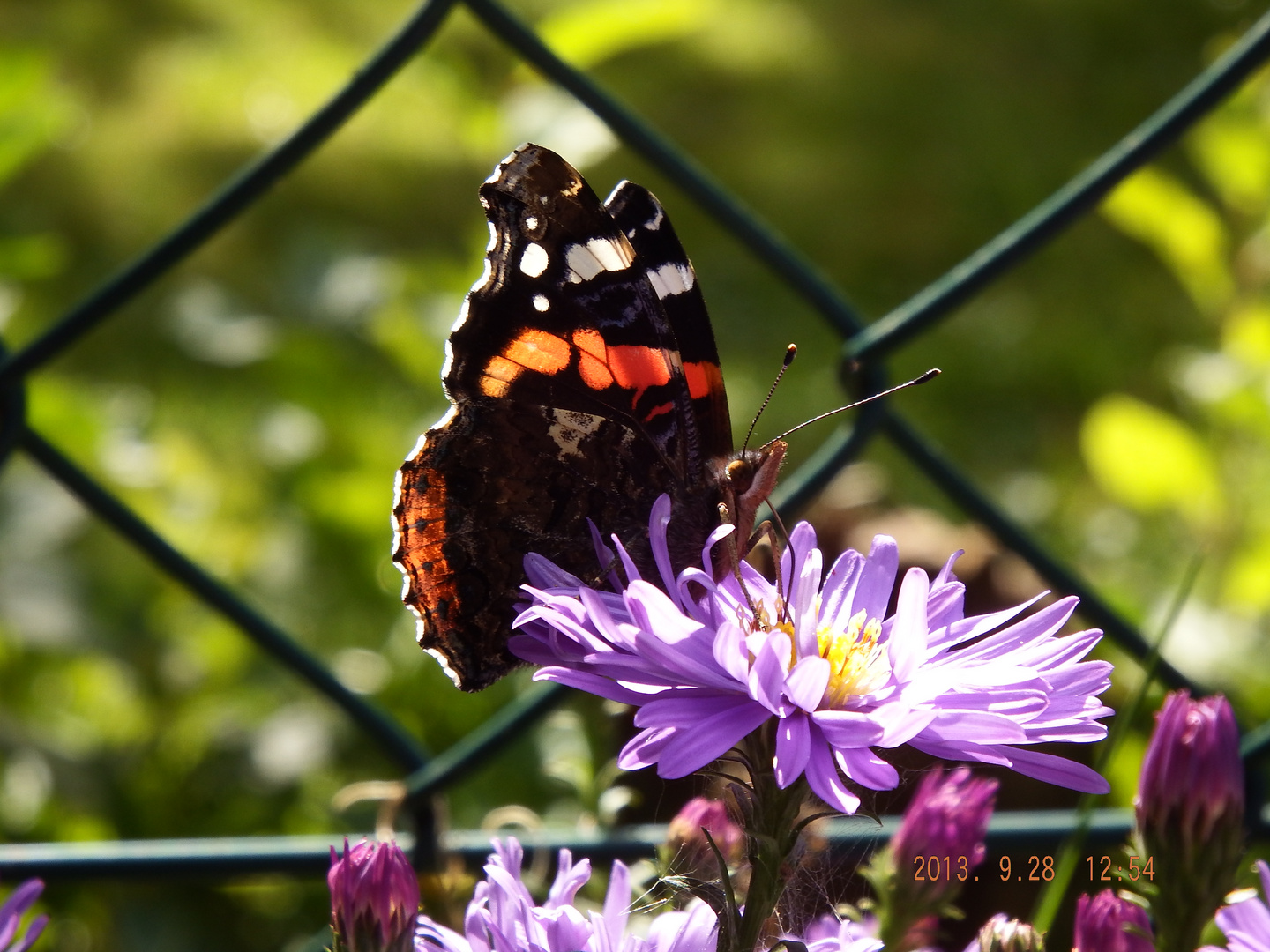 Schmetterling