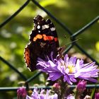 Schmetterling