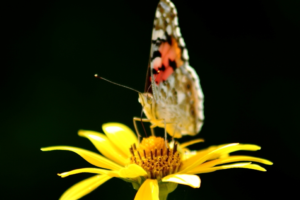 Schmetterling