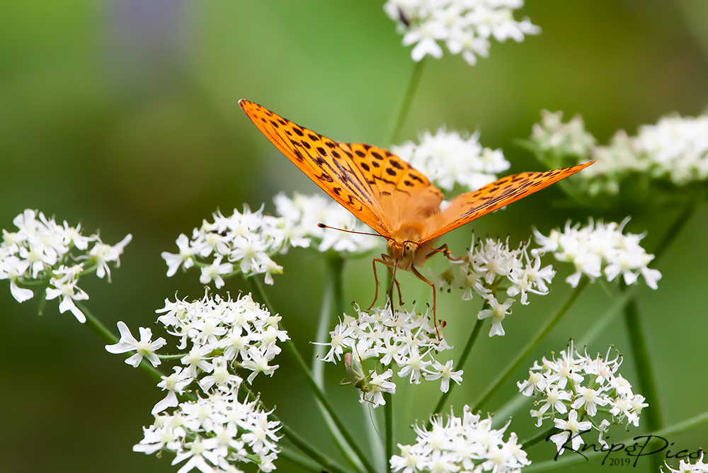 Schmetterling