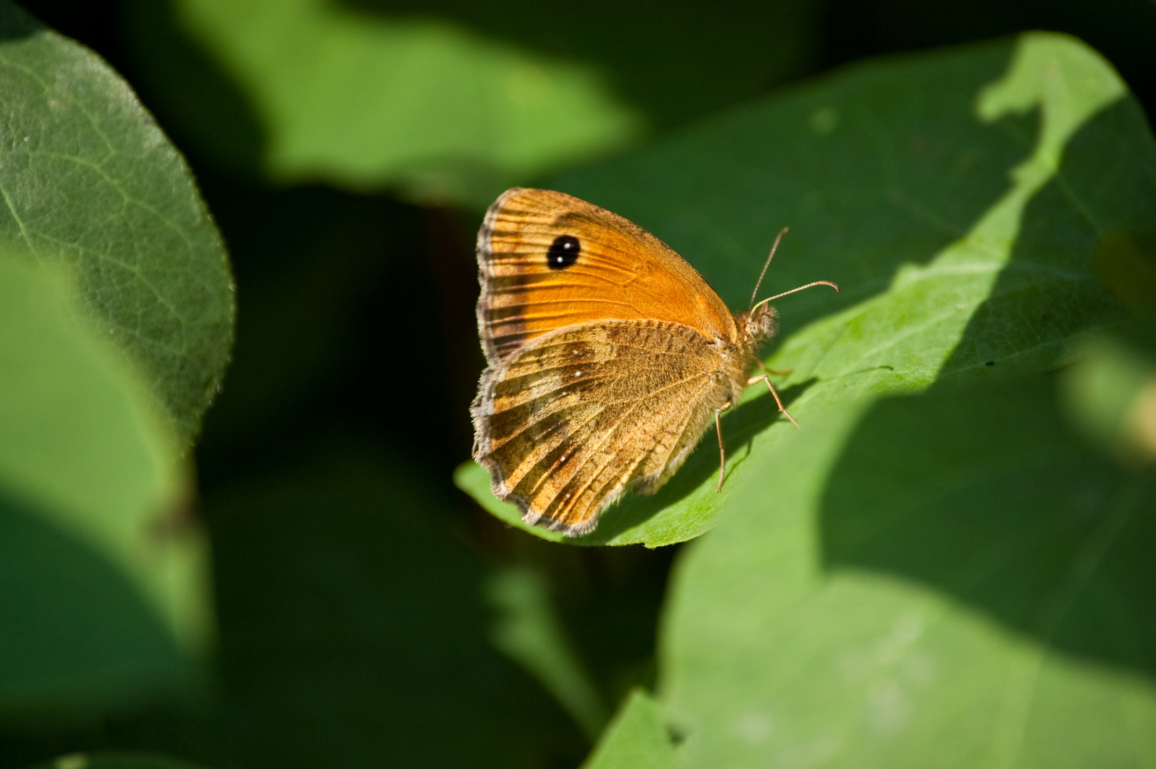 Schmetterling