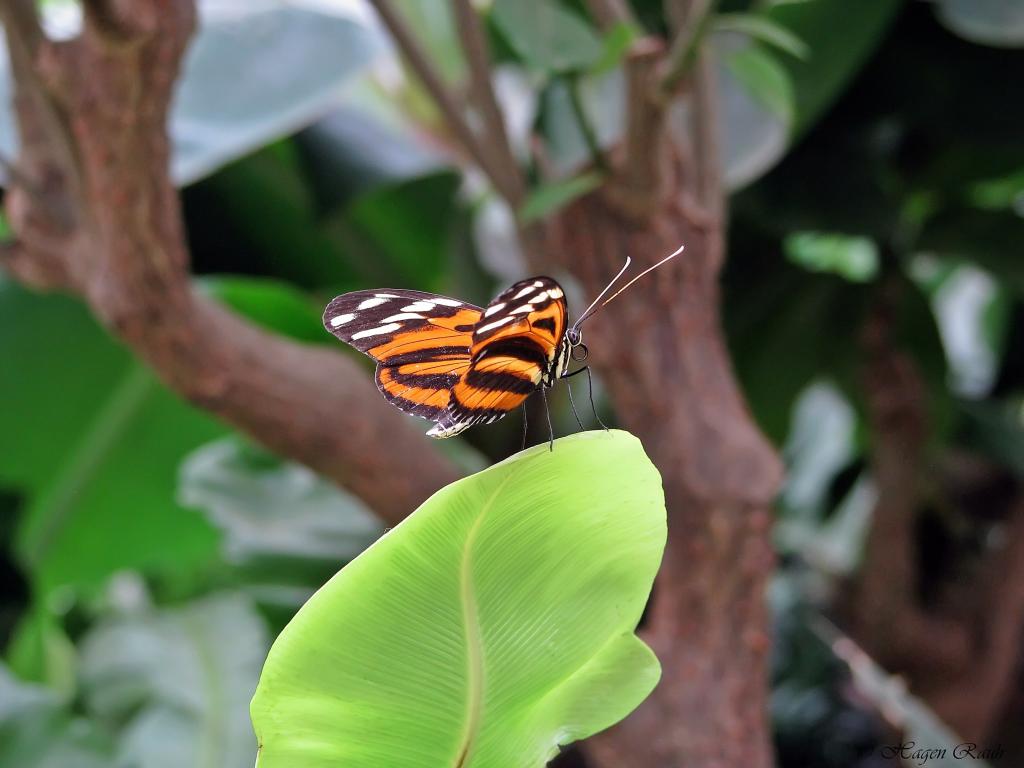 Schmetterling