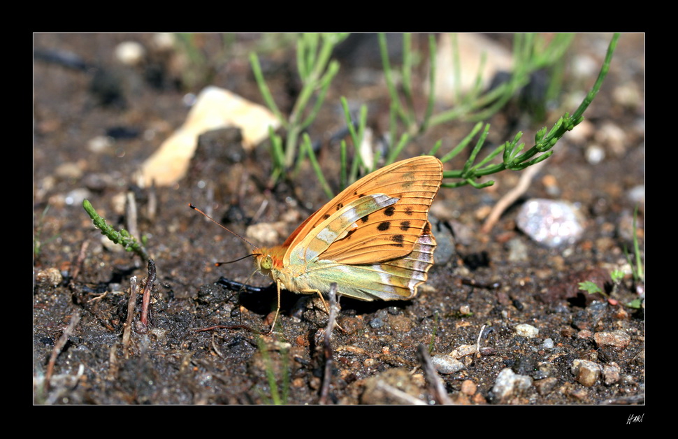 - Schmetterling -