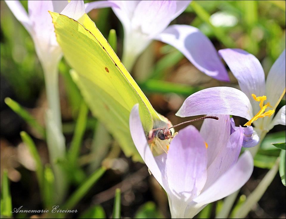 Schmetterling