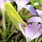 Schmetterling