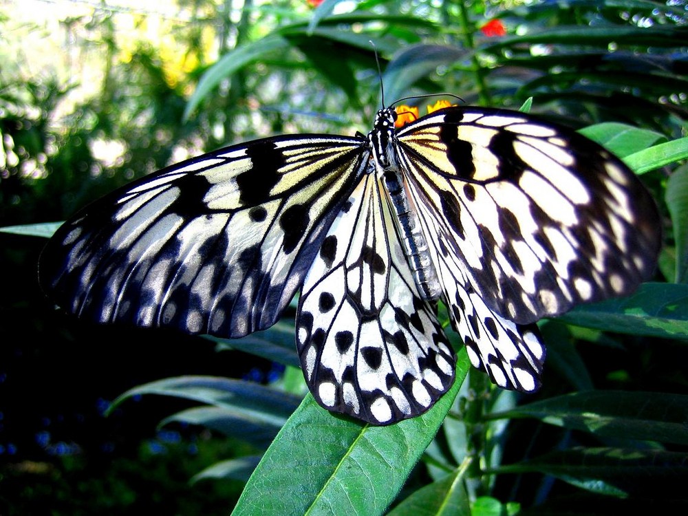 Schmetterling