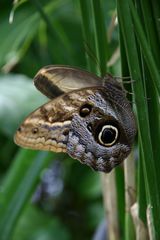 schmetterling