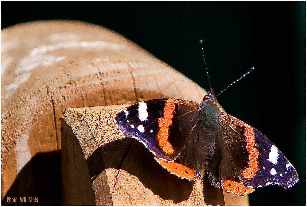 Schmetterling