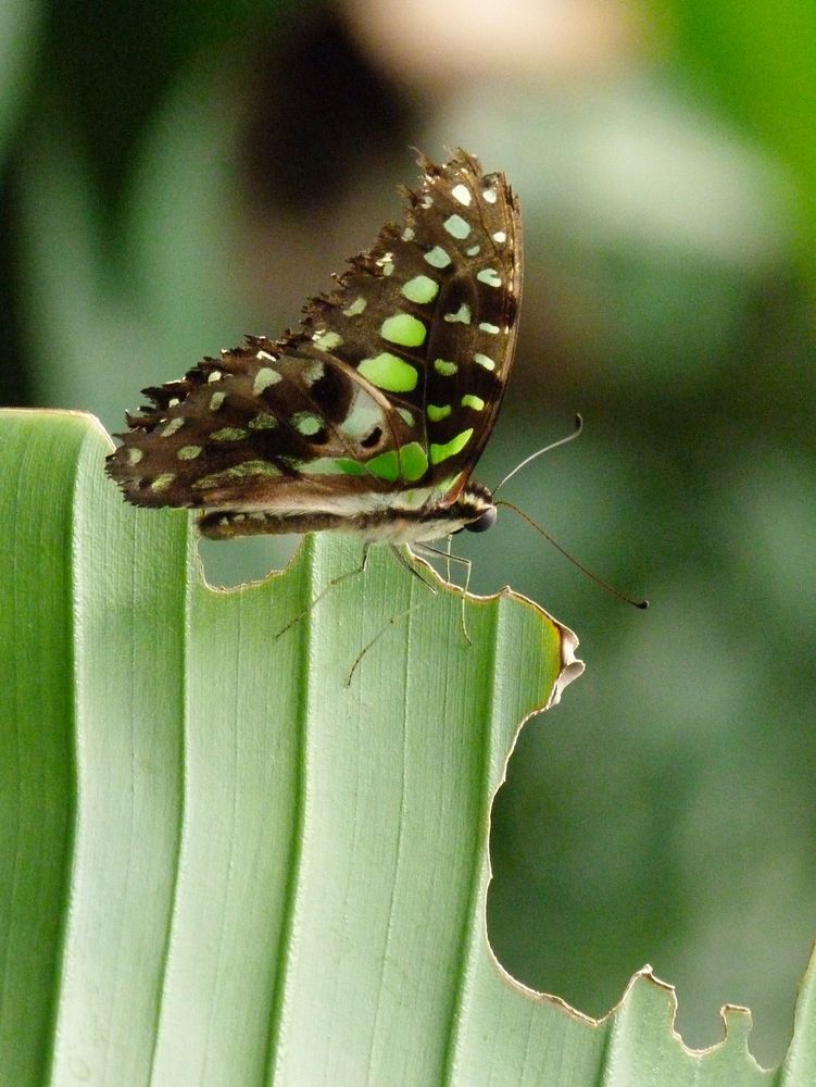 Schmetterling