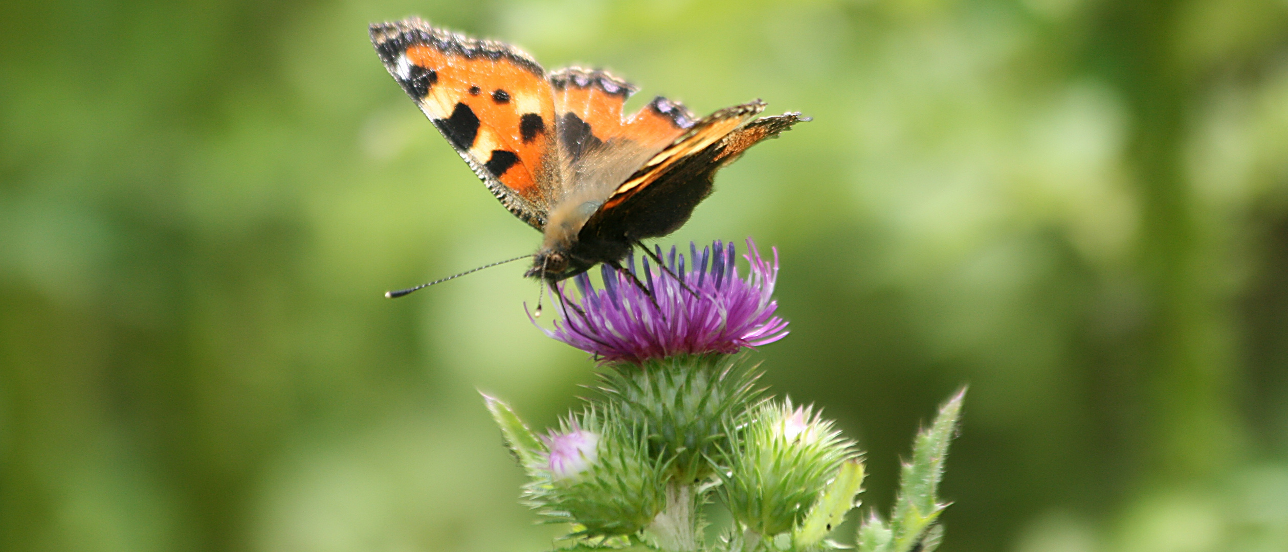 Schmetterling