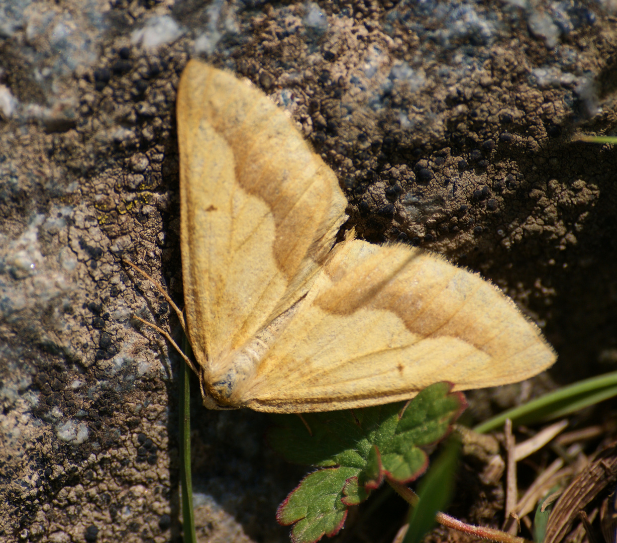 Schmetterling