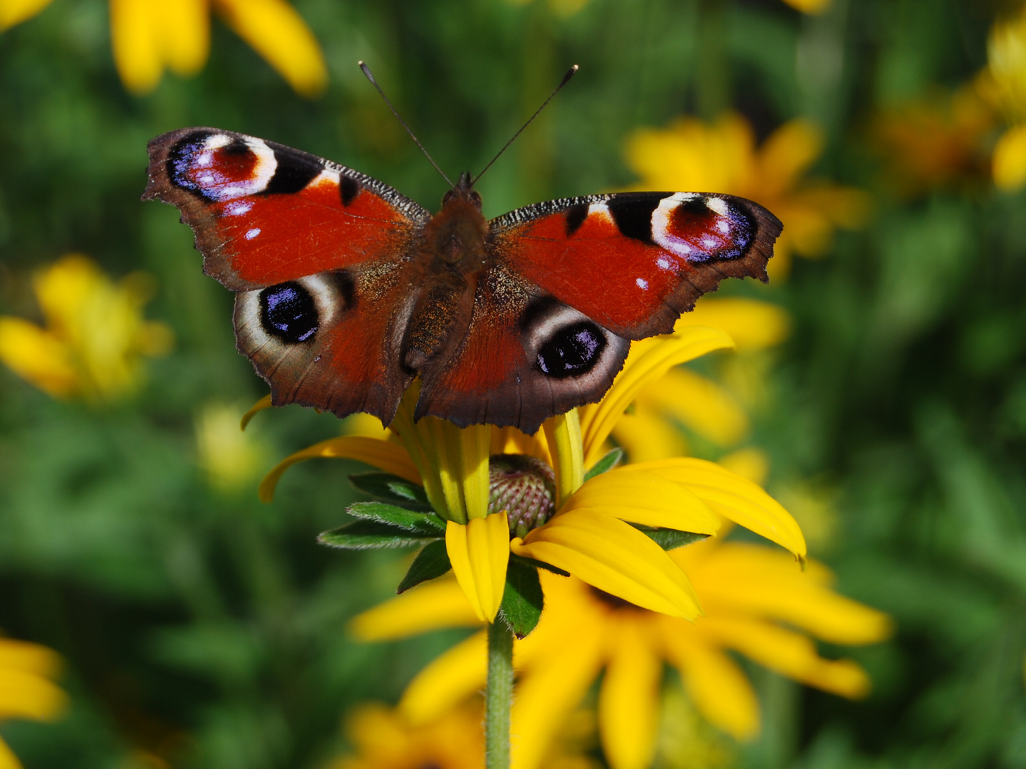 Schmetterling