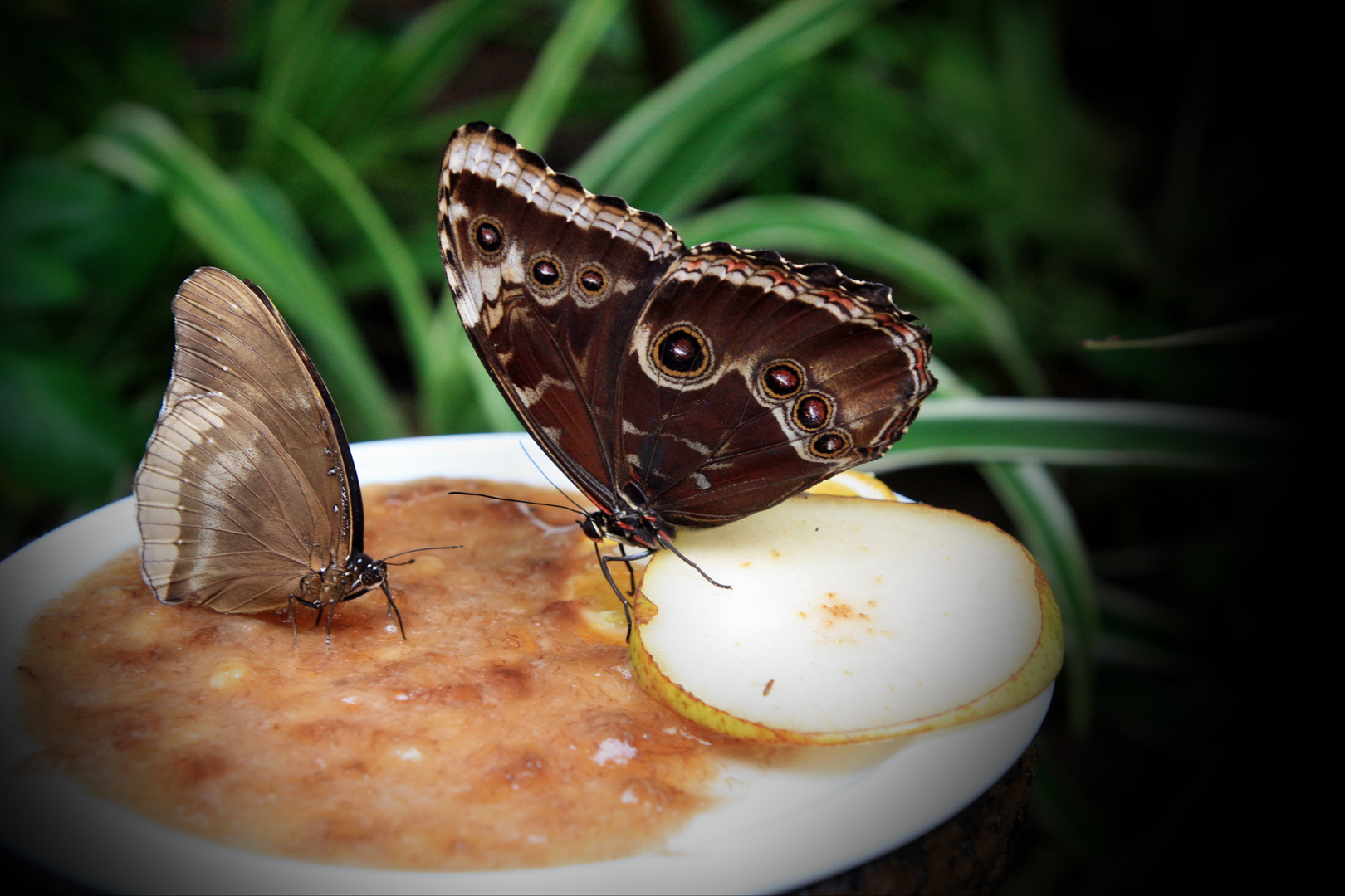 Schmetterling