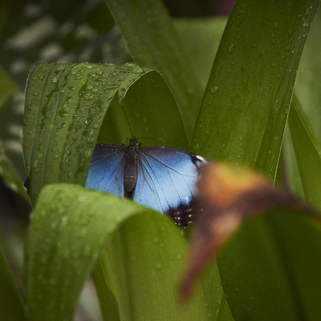 Schmetterling