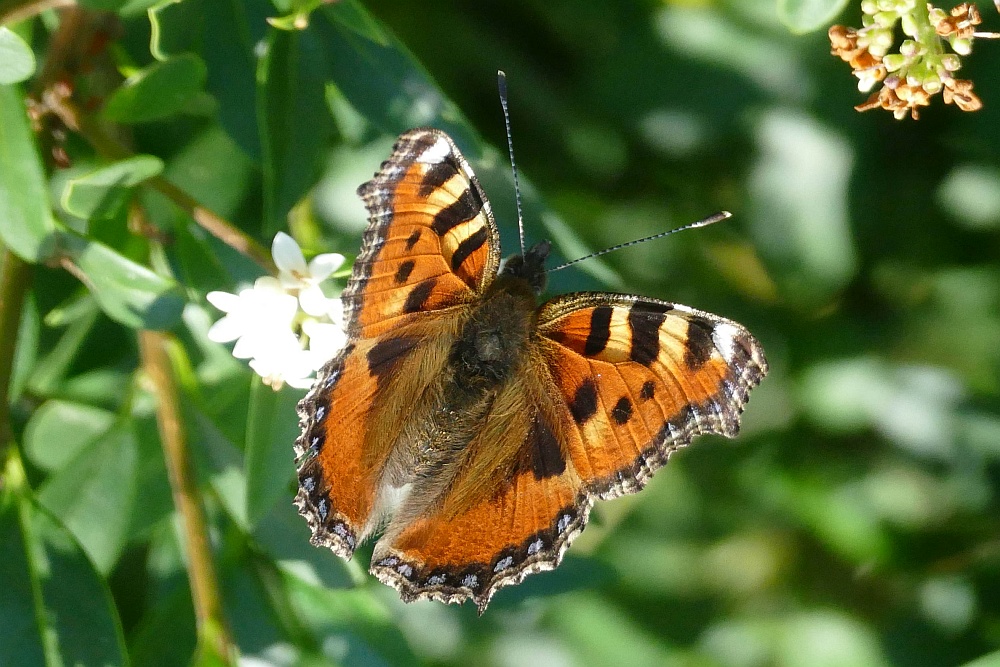 Schmetterling