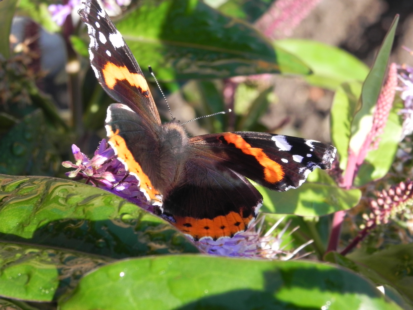 Schmetterling