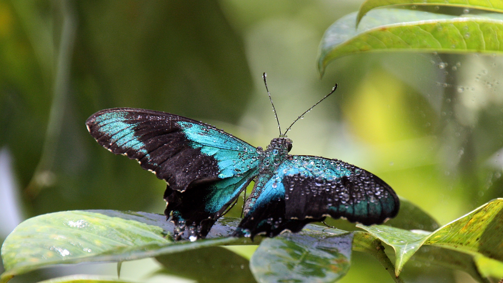 Schmetterling