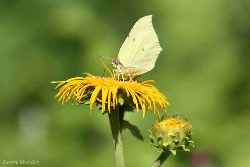 Schmetterling